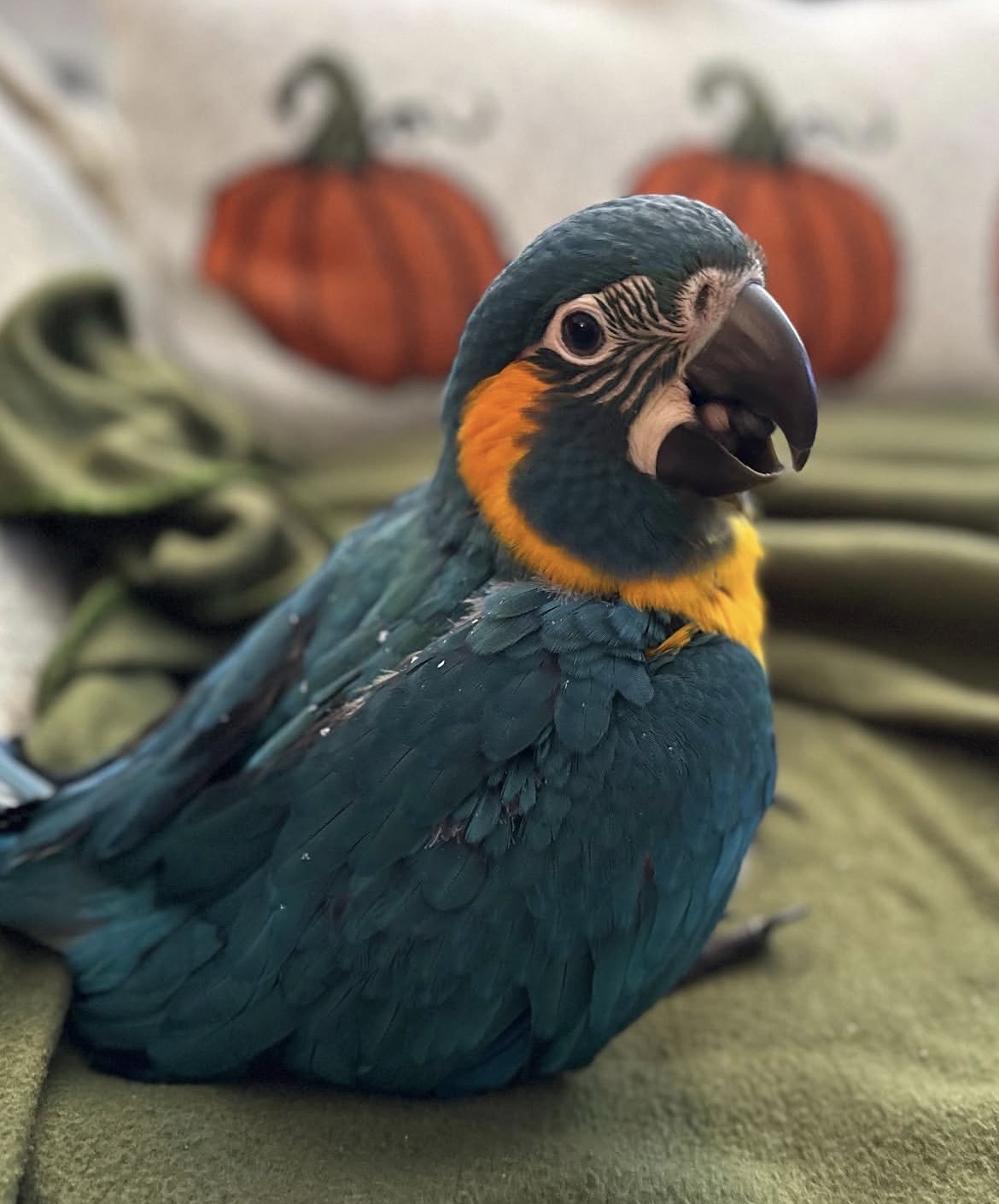 Young blue and gold Macaw parrot resting on a green blanket