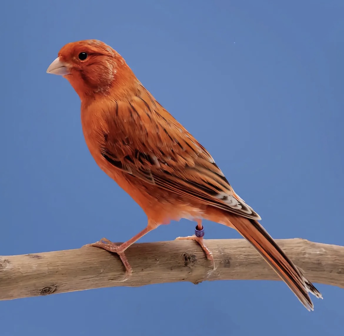 Black Intensive Red Canary with a deep red ground color and long dark striations
