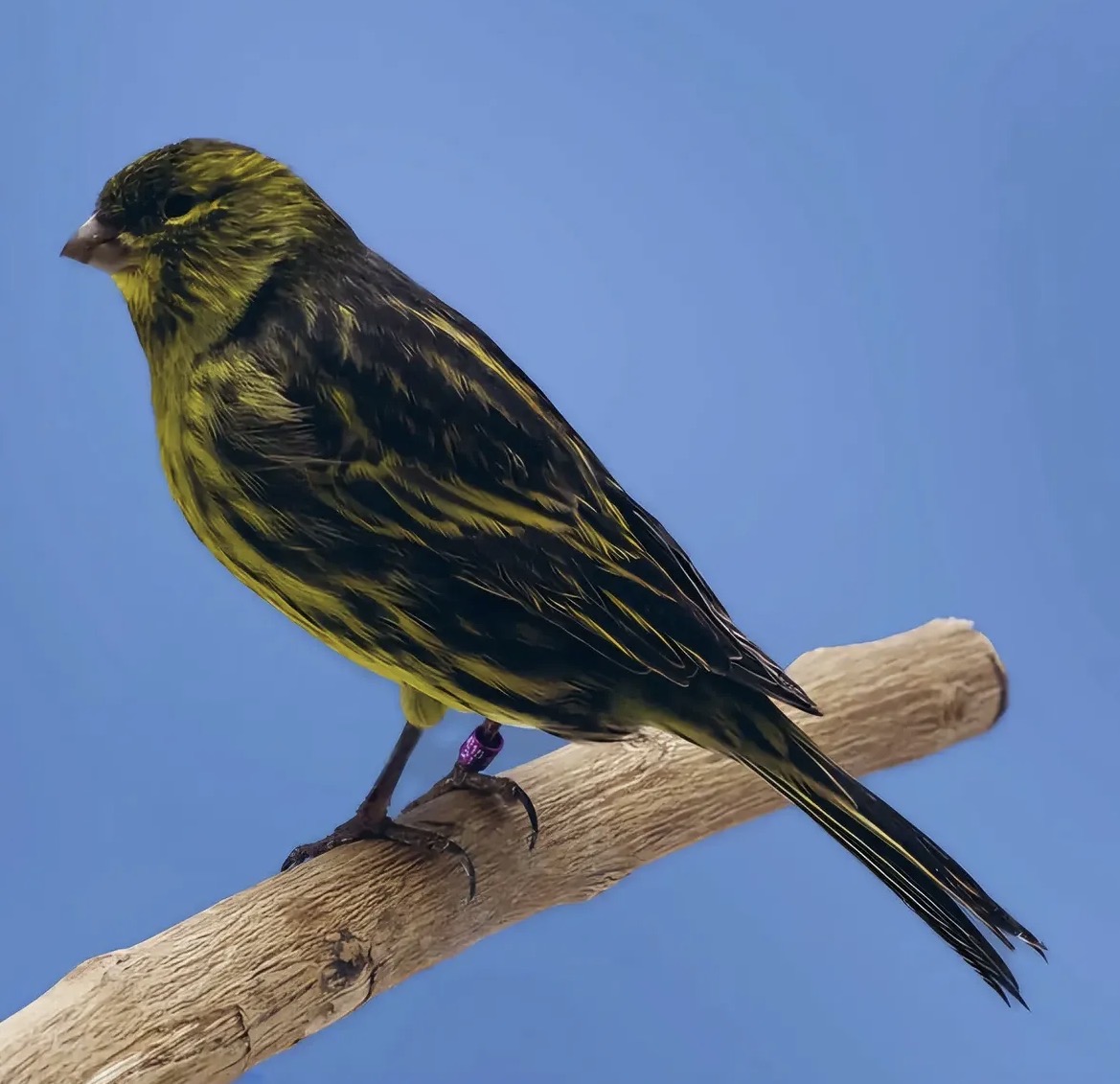 Black Intensive Yellow Canary with a bright yellow ground color and bold black striations