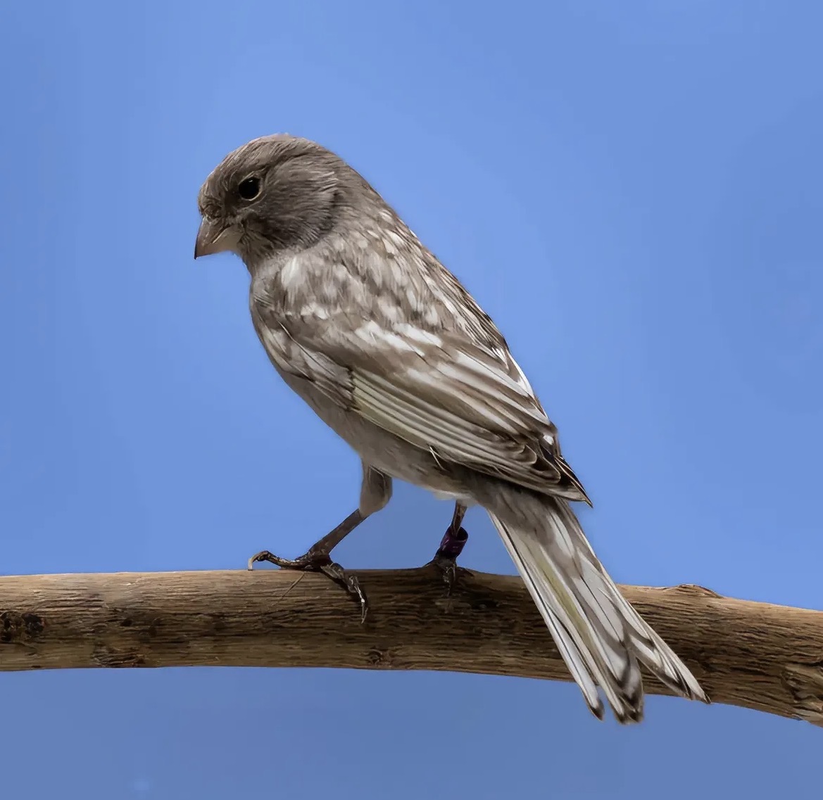 Brown White Canary with a pale ground color and warm brown striations