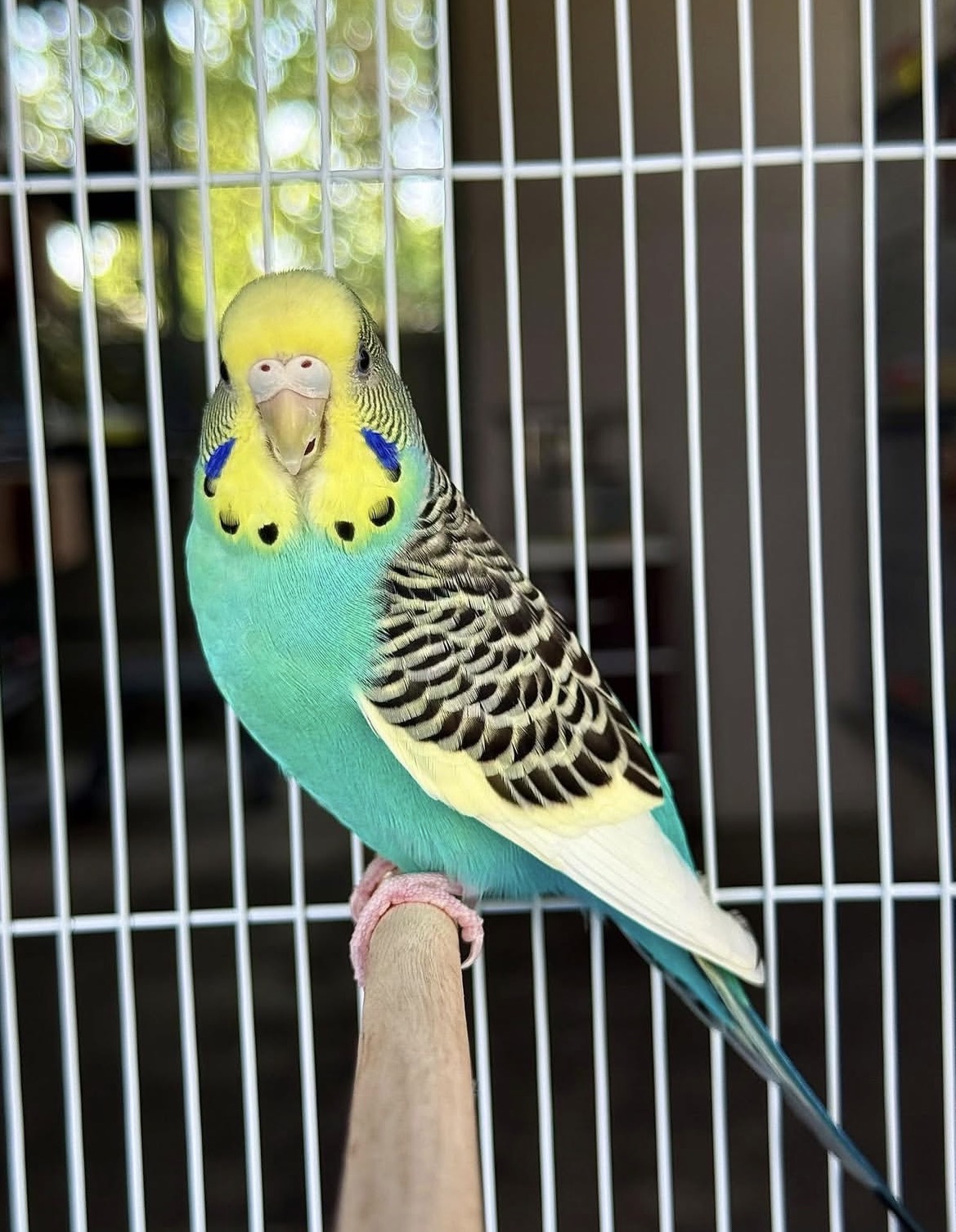 Turquoise and yellow Budgie parrot perched inside a white cage