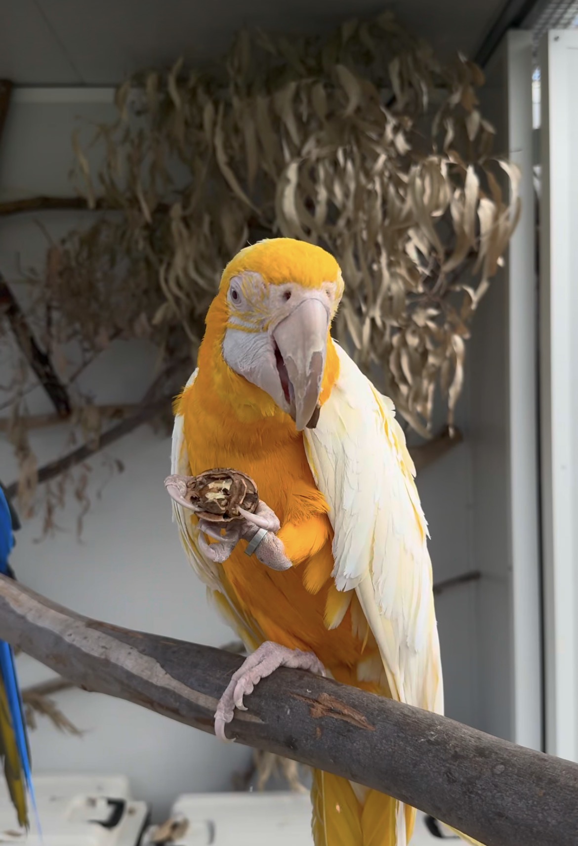 Golden Macaw parrot with bright yellow and cream plumage holding a walnut on a natural perch