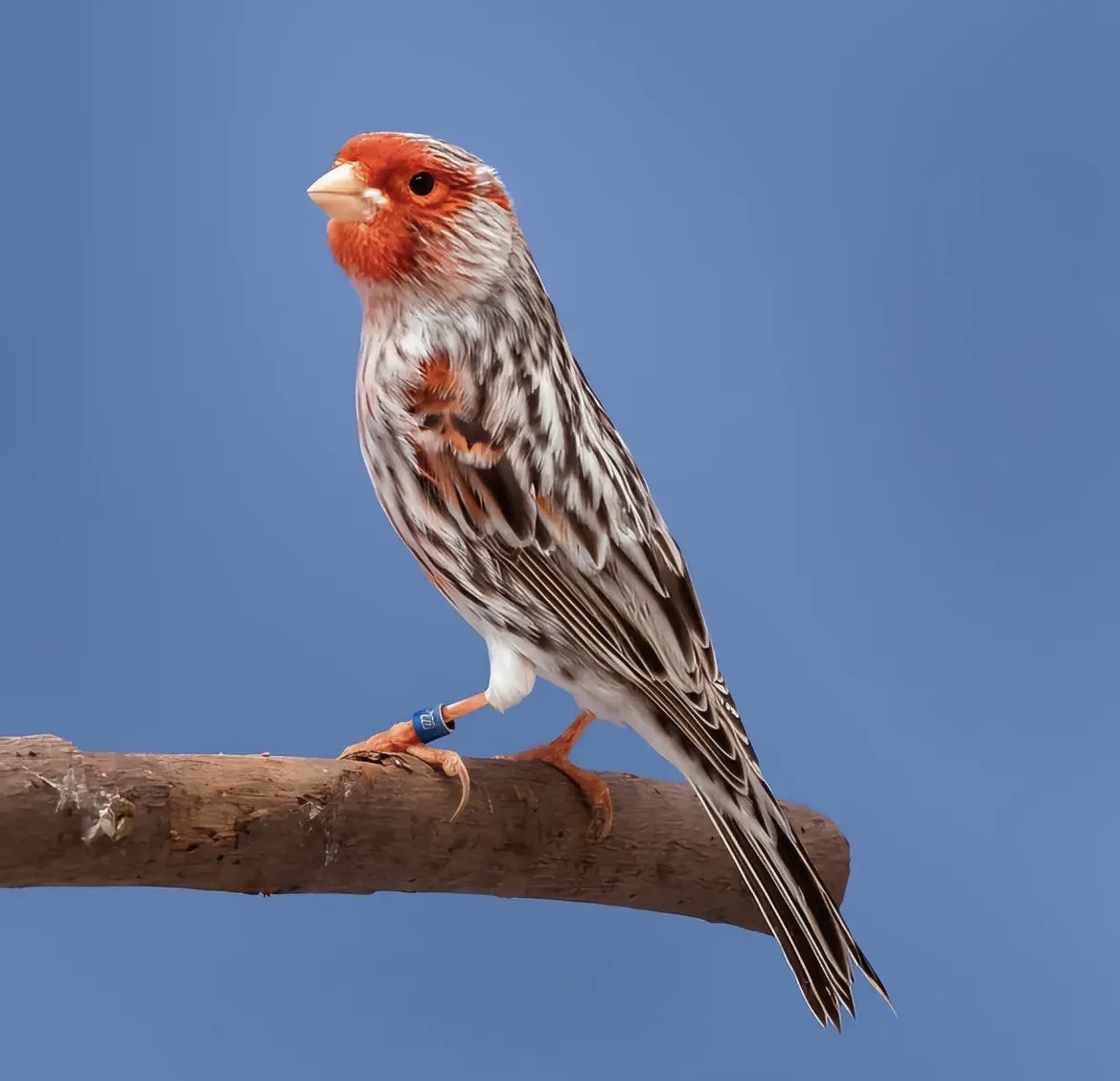 Red Agate Mosaic Canary with a red facial mask and fine grey patterned plumage