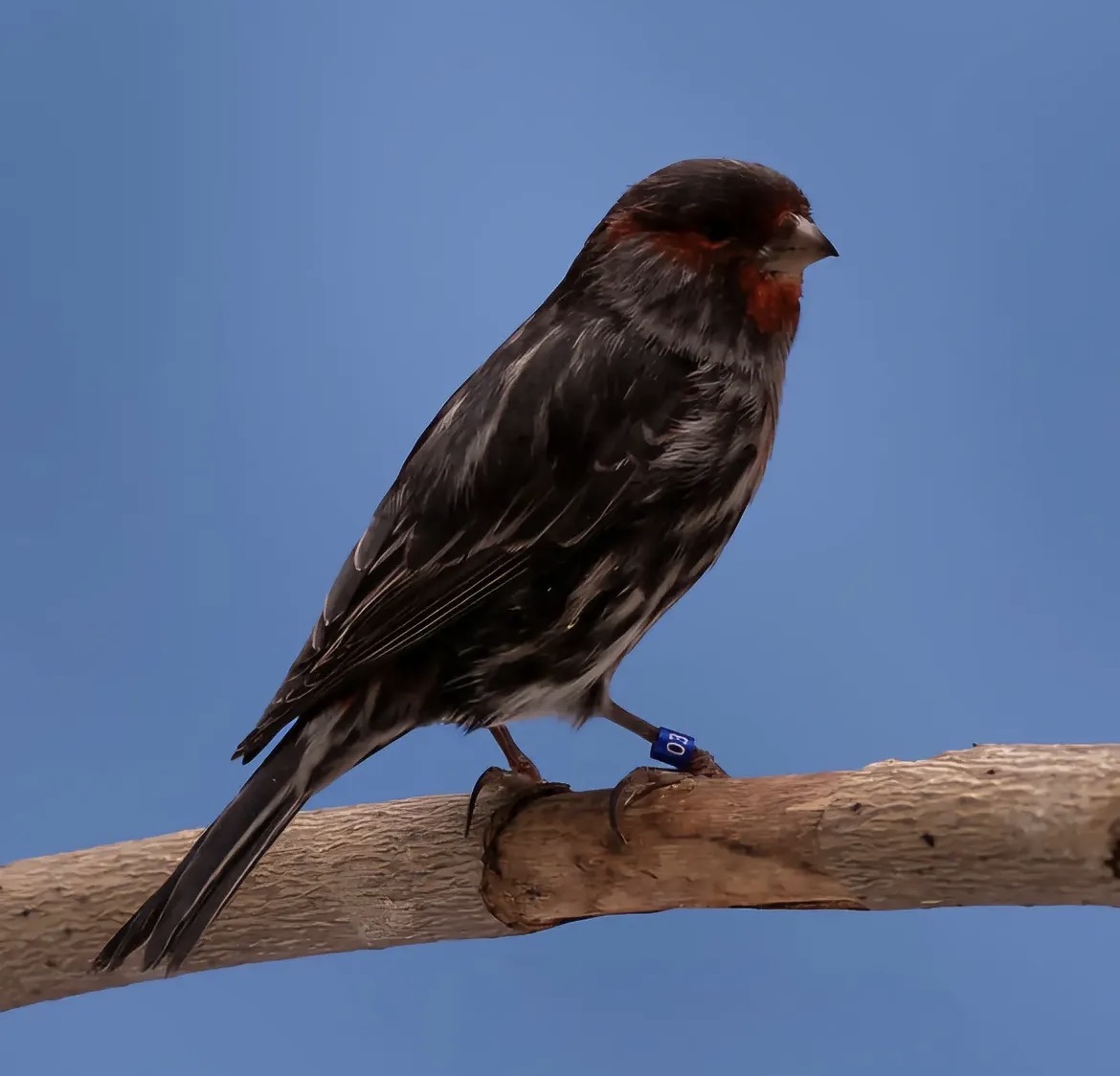 Red Black Mosaic Canary with dark melanin plumage and concentrated red markings