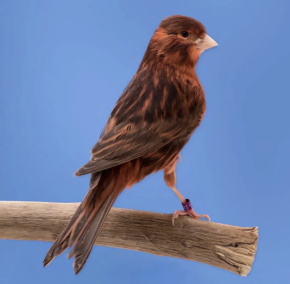 Red Brown Canary with warm chestnut plumage and brown melanin striations