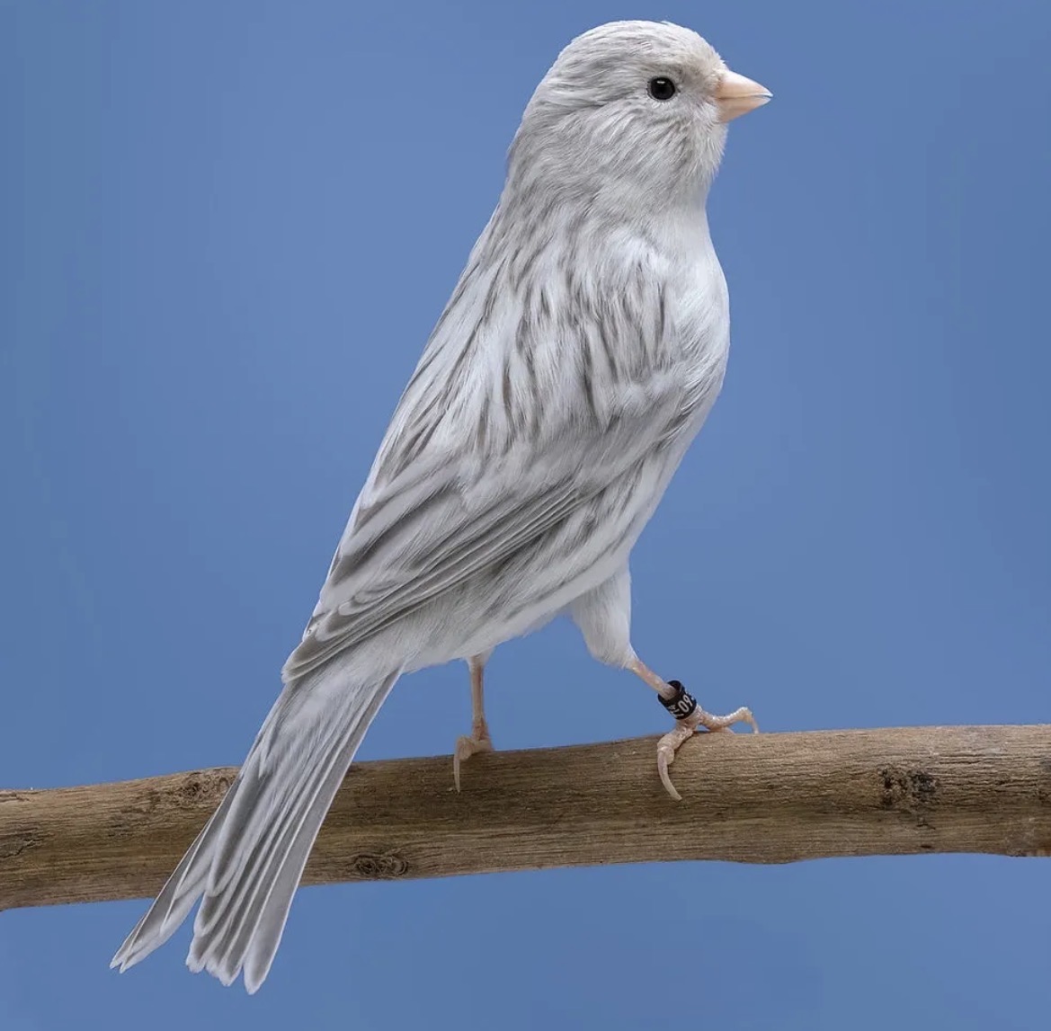 Silver Agate Canary with a white ground color and delicate grey striations