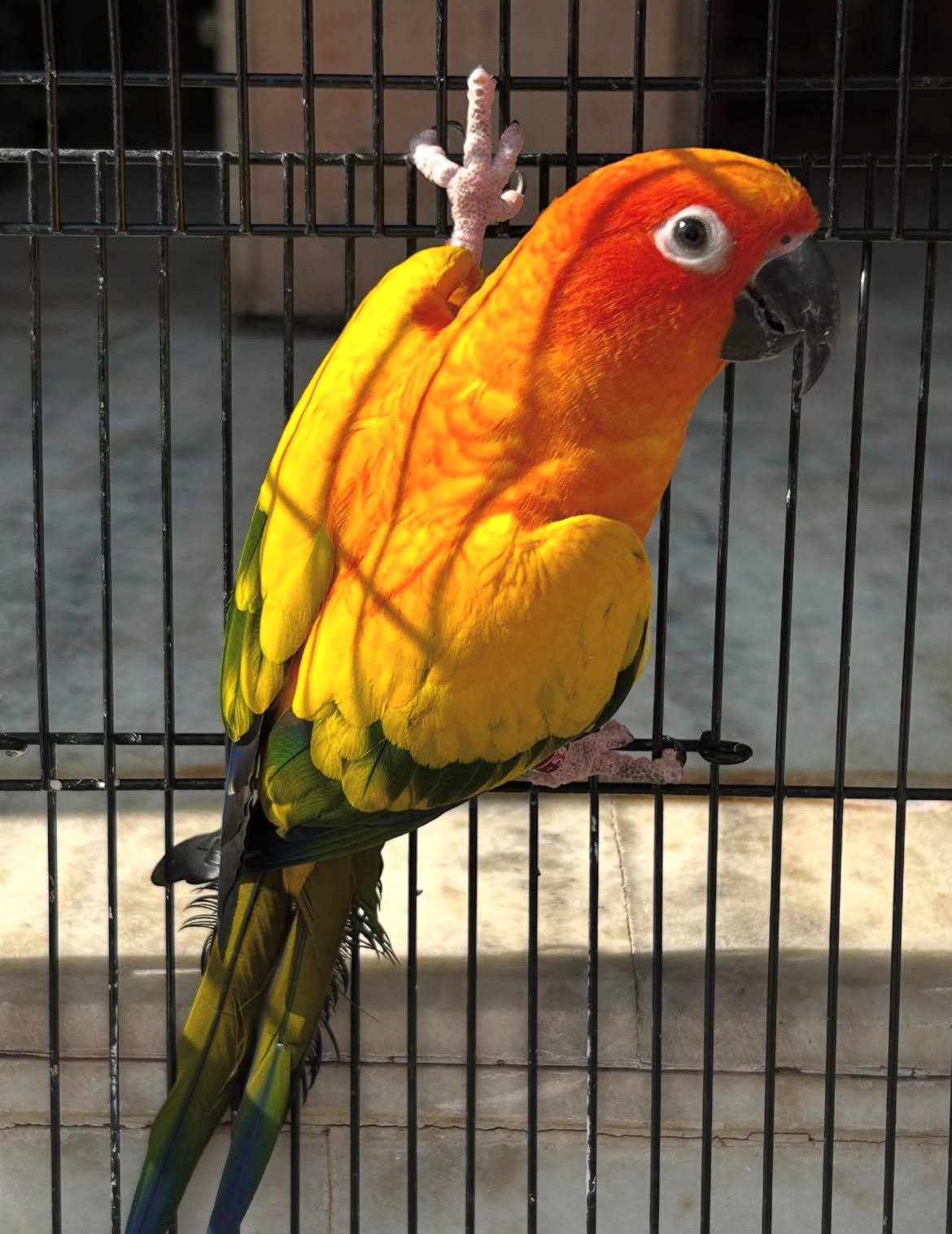 Bright orange, yellow and green Sun Conure parrot clinging playfully to its cage
