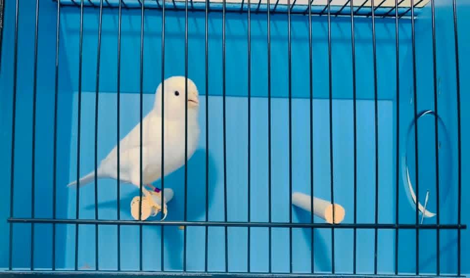 White Canary perched inside a blue-backed cage