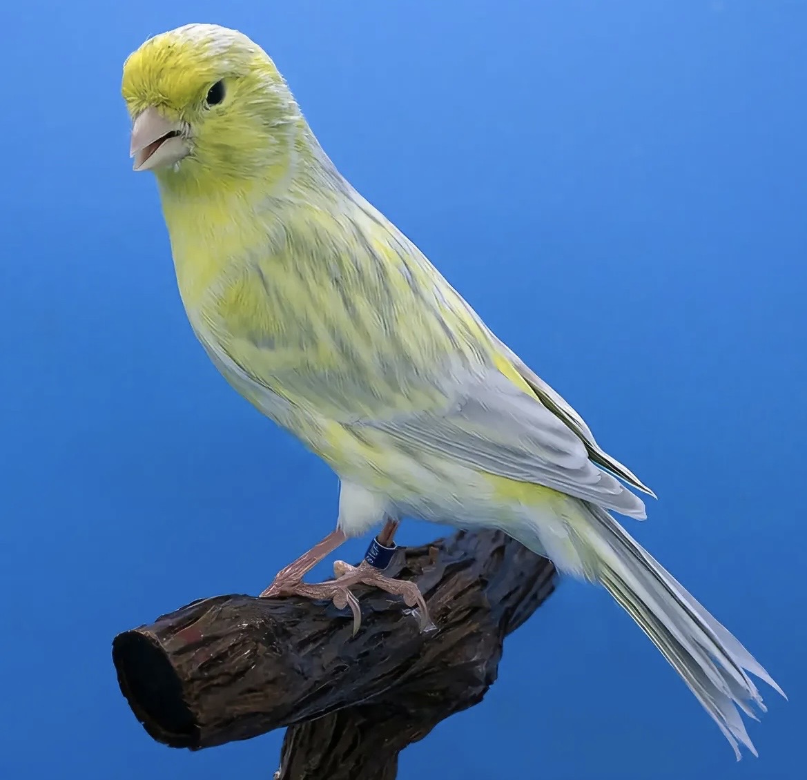 Yellow Agate Canary with pale yellow plumage and fine grey agate striations