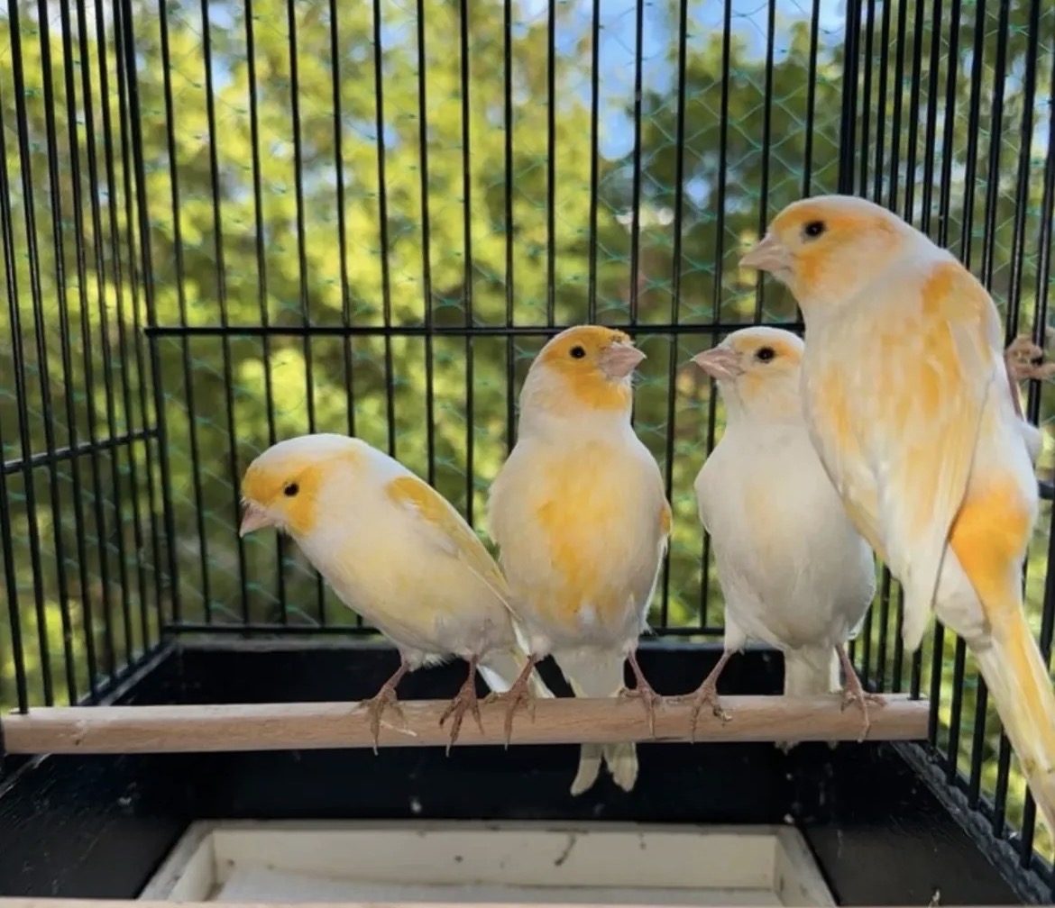 Four Yellow Mosaic Canaries with white and soft golden-yellow plumage perched together in a cage