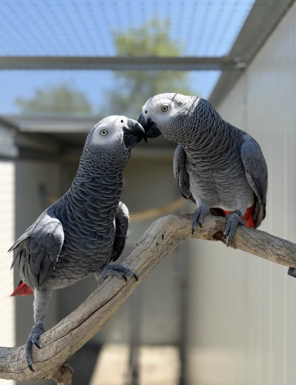 Two young African Grey parrots perched together on a natural branch